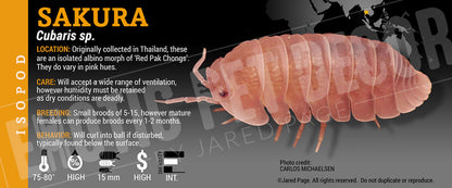 Cubaris sp. 'Sakura' isopod label