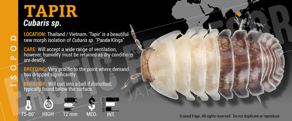 Cubaris sp 'Tapir' isopod label