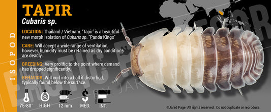Cubaris sp 'Tapir' isopod label