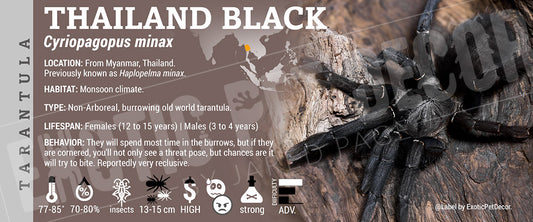 Cyriopagopus minax 'Thailand Black Birdeater' Tarantula