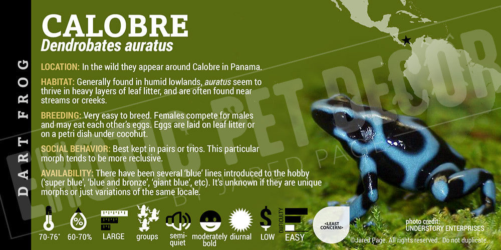 Dendrobates auratus 'Blue And Black' Dart Frog Label