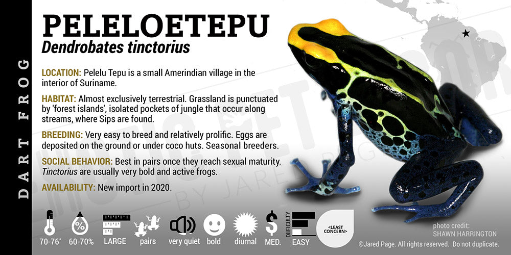 Dendrobates tinctorius 'Peleloetepu' Dart Frog Label