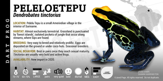 Dendrobates tinctorius 'Peleloetepu' Dart Frog Label