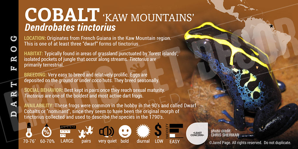 Dendrobates tinctorius 'Cobalt French Guiana' Dart Frog Label