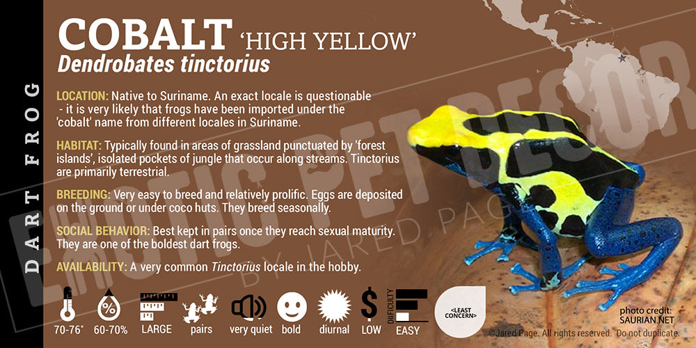 Dendrobates tinctorius 'Cobalt' Dart Frog Label