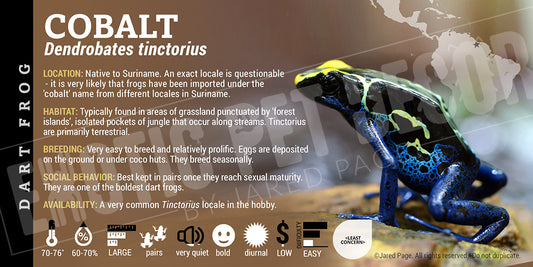 Dendrobates tinctorius 'Cobalt' Dart Frog Label