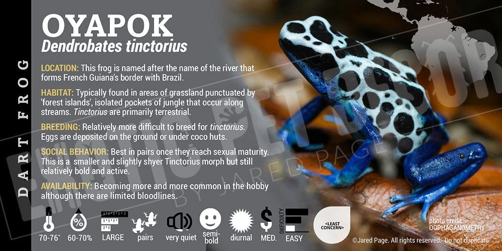 Dendrobates tinctorius 'Oyapok' Dart Frog Label