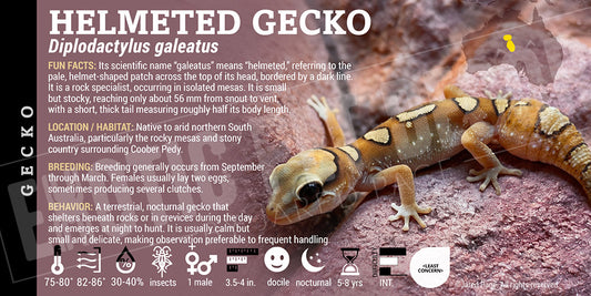 Diplodactylus galeatus 'Helmeted' Gecko label