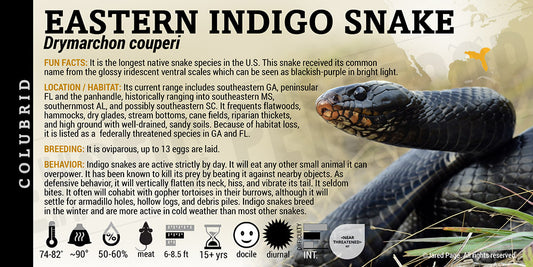 Drymarchon couperi 'Eastern Indigo' Snake