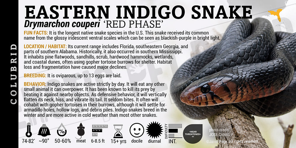Drymarchon couperi 'Eastern Indigo' Snake
