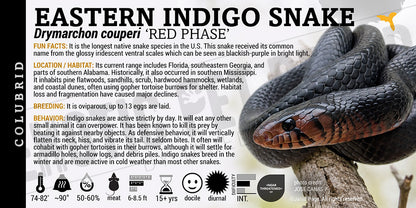 Drymarchon couperi 'Eastern Indigo' Snake