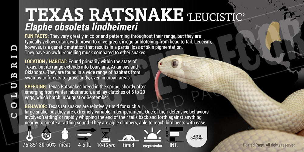 Elaphe obsoleta lindheimeri 'Texas Ratsnake'