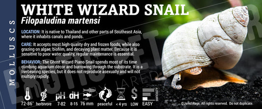 Filopaludina martensi 'White Wizard' Snail label