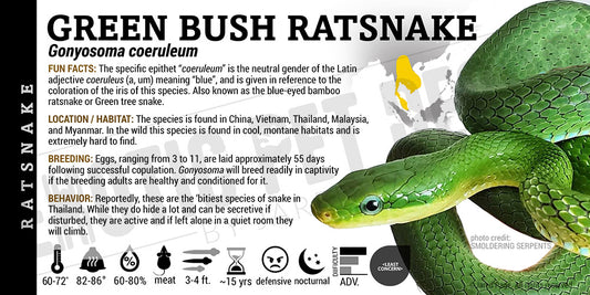 Gonyosoma coeruleum 'Green Bush Ratsnake'