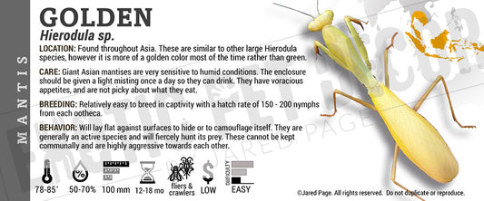 Hierodula sp 'Golden' Mantis