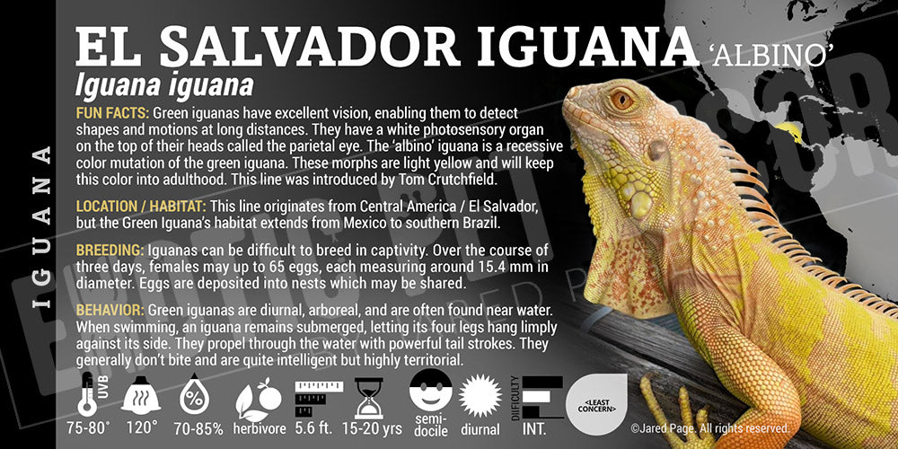 Iguana iguana 'Green' Iguana