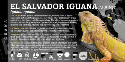 Iguana iguana 'Green' Iguana