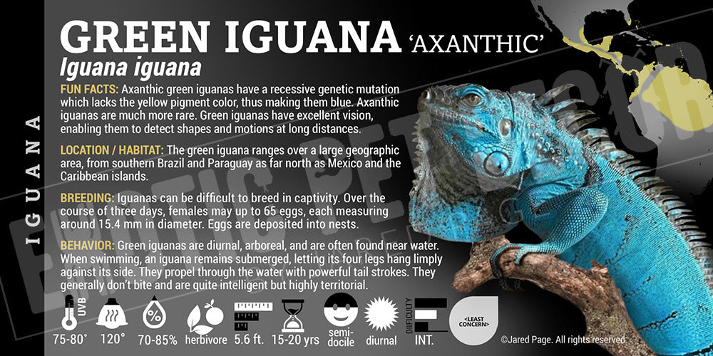 Iguana' IguanaGreen' Iguana Cards and Enclosure Labels β Exotic Pet Decor
