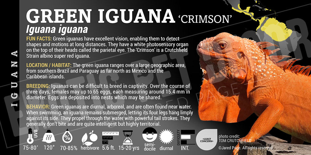 Iguana iguana 'Green' Iguana