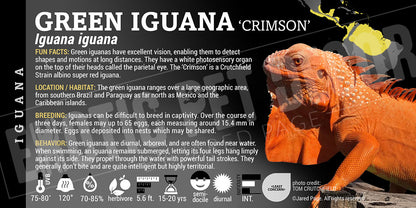 Iguana iguana 'Green' Iguana