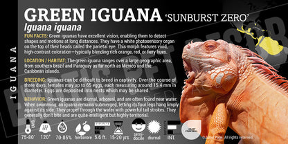 Iguana iguana 'Green' Iguana