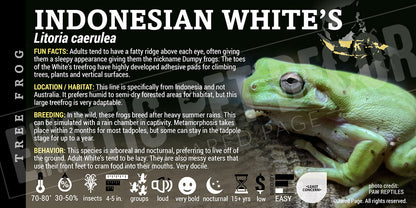 Litoria caerulea 'Whites Tree Frog'