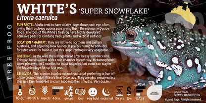 Litoria caerulea 'Whites Tree Frog'