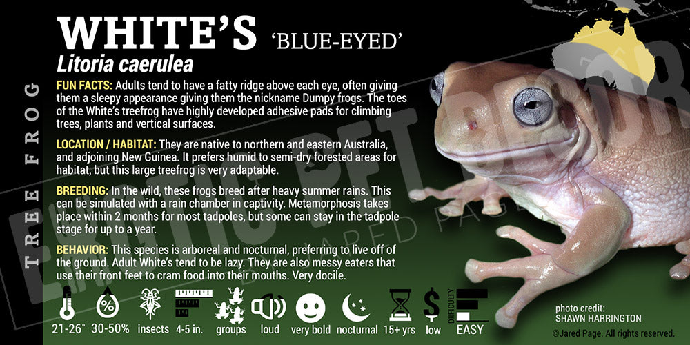 Litoria caerulea 'Whites Tree Frog'