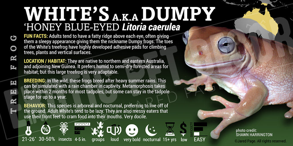 White's Tree Frog (Litoria caerulea) Bioactive Vivarium Kit – The Bio Dude