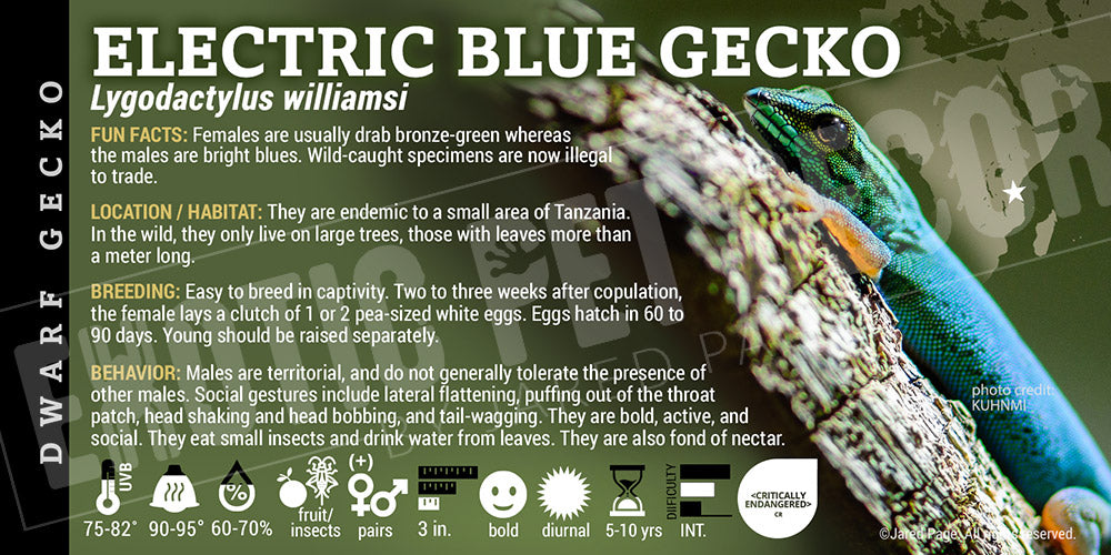 Lygodactylus williamsi 'Electric Blue Day' Gecko