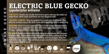 Lygodactylus williamsi 'Electric Blue Day' Gecko