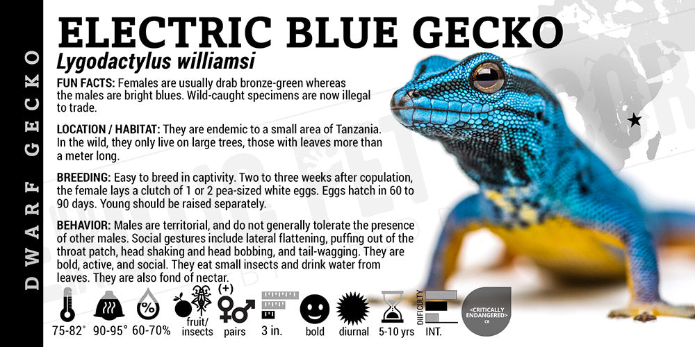 Lygodactylus williamsi 'Electric Blue Day' Gecko