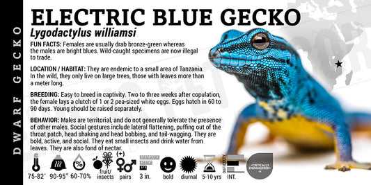 Lygodactylus williamsi 'Electric Blue Day' Gecko