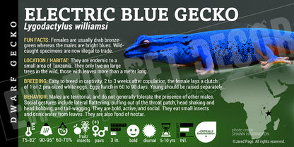 Lygodactylus williamsi 'Electric Blue Day' Gecko