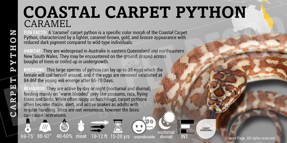 Morelia spilota mcdowelli 'Coastal Carpet' Python