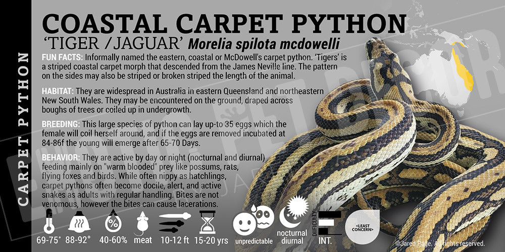 Morelia spilota mcdowelli 'Coastal Carpet' Python
