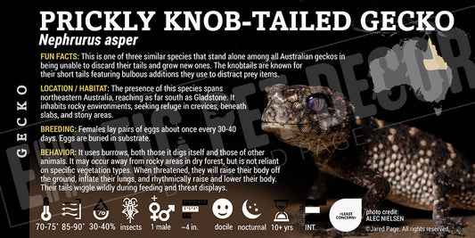 Nephrurus asper 'Spiny Knob Tailed' Gecko