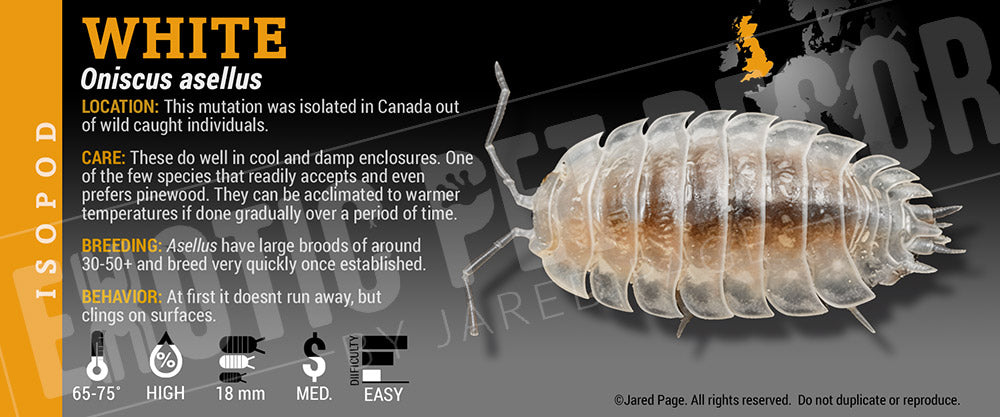 Oniscus asellus 'White' isopod label