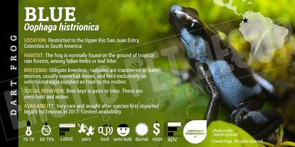 Oophaga histrionica 'Blue' Dart Frog Label