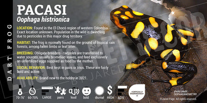 Oophaga histrionica 'Pacasi' Dart Frog Label
