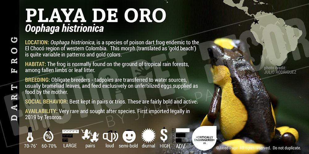 Oophaga histrionica 'Playa de Oro' Dart Frog Label