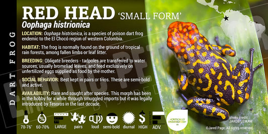 Oophaga histrionica 'Redhead Small Form' Dart Frog Label