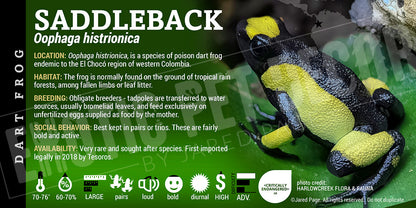 Oophaga histrionica 'Saddleback' Dart Frog Label