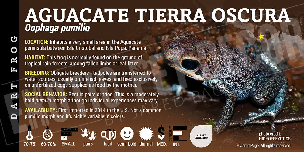 Oophaga pumilio 'Aguacate' Dart Frog Label