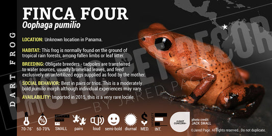 Oophaga pumilio 'Finca Four' Dart Frog Label
