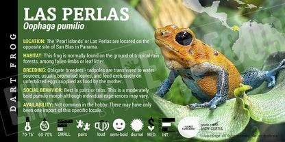 Oophaga pumilio 'Las Perlas' Dart Frog Label