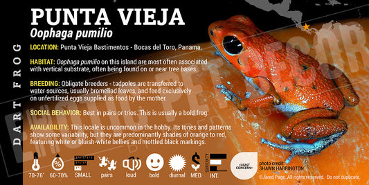 Oophaga pumilio 'Punta Vieja' Dart Frog Label