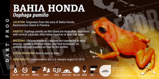 Oophaga pumilio 'Bahia Honda' Dart Frog Label