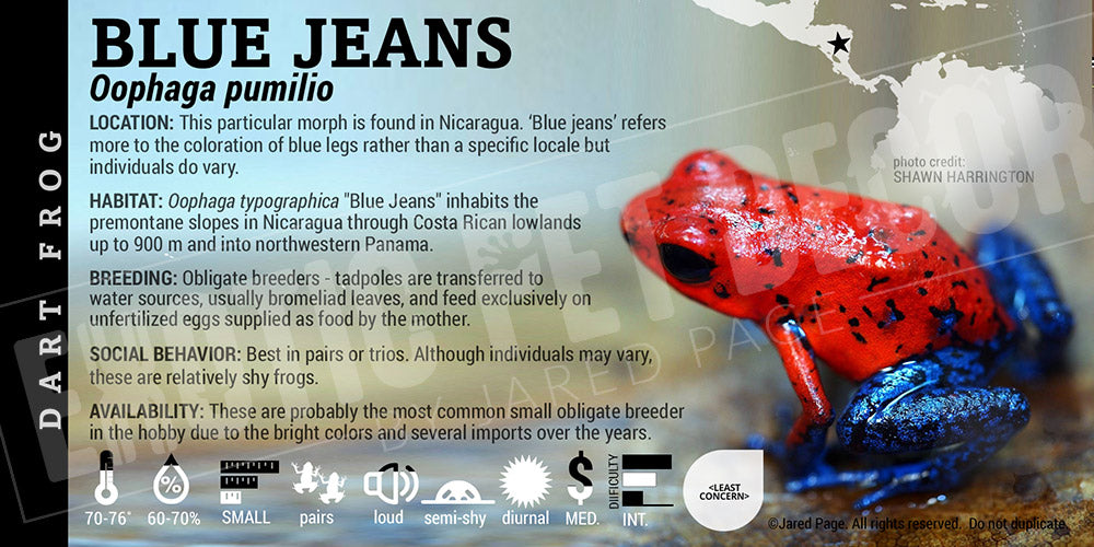 Oophaga typographica (pumilio) 'Blue Jeans' Dart Frog Label