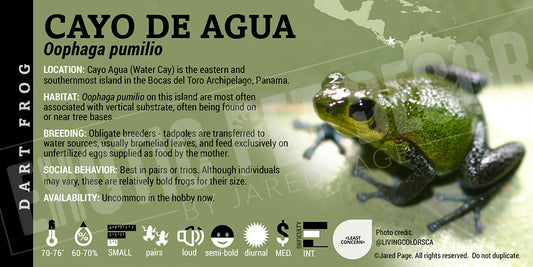 Oophaga pumilio 'Cayo de Agua' Dart Frog Label